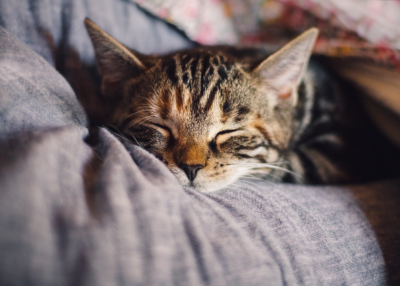 cat, domestic animal, sleep-4189697.jpg